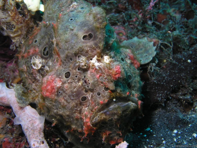 Giant Frogfish